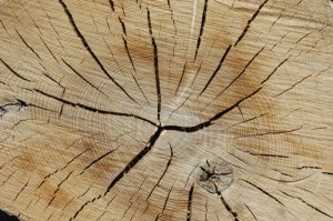 log seasoning