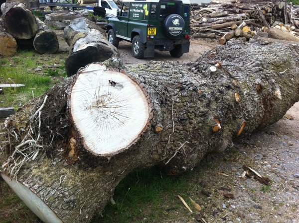 air dried logs Halberton logs for sale