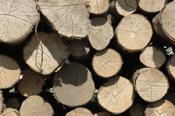 Exeter Logs Logs for sale exeter
